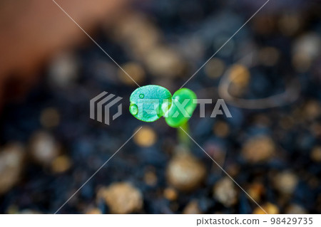 鳳仙花的生長過程 鳳仙花的生長過程 98429735