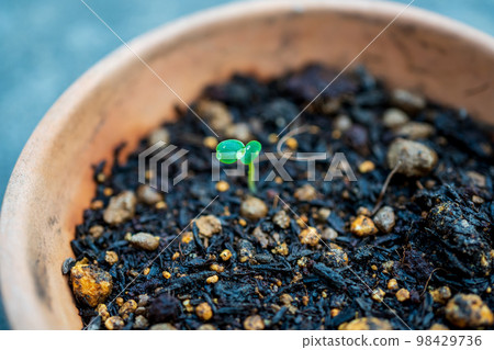 Growth process of garden balsam Growth process of garden balsam 98429736