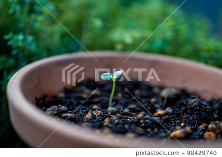 Growth process of garden balsam 98429740
