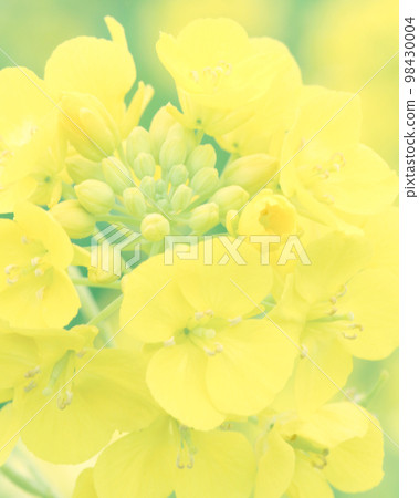 強姦開花 強姦開花 98430004