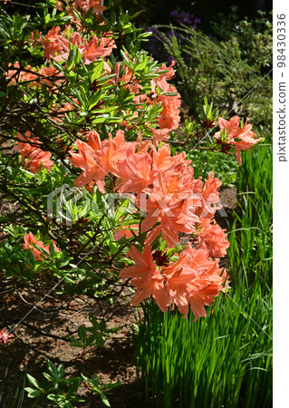 Ranged azalea Ranged azalea 98430336