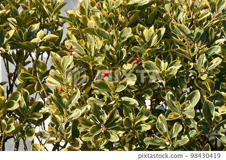 雜色 masaki (masaki) 的樹籬和果實 98430419