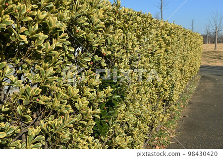 雜色 masaki (masaki) 的樹籬和果實 98430420