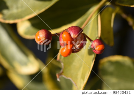 雜色 masaki (masaki) 的樹籬和果實 98430421