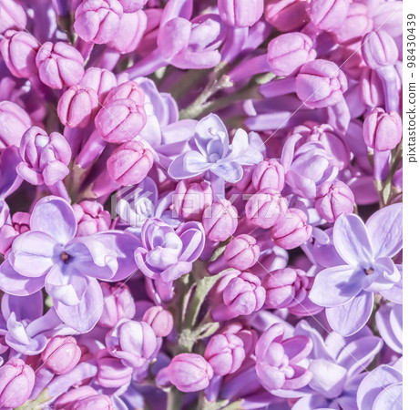 Abstract floral background, blooming branch, purple terry Lilac flower petals. Macro flowers backdrop for holiday brand design. Soft focus 98430439