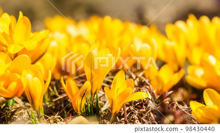 Abstract floral background, yellow crocus flower petals. Macro flowers backdrop for holiday brand design Abstract floral background, yellow crocus flower petals. Macro flowers backdrop for holiday brand design 98430440