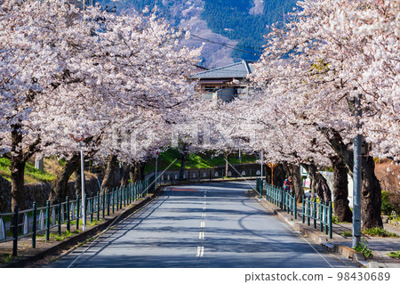 Spring in Nagatoro, Saitama Cherry blossom tunnel on Kitazakura-dori 98430689