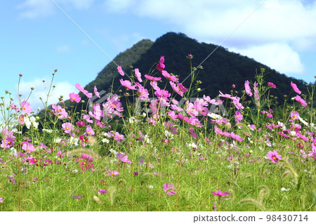 羽津川大波斯菊 98430714