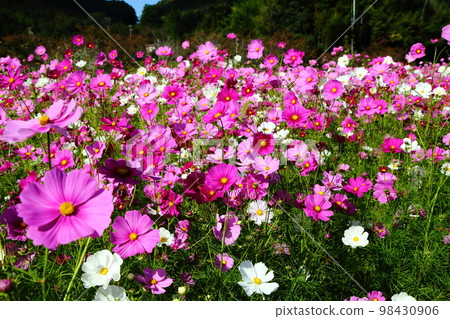 羽津川大波斯菊 98430906