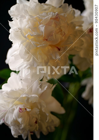Bouquet of beautiful peony flowers on dark background, closeup 98430907