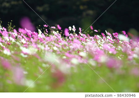 羽津川大波斯菊 98430946