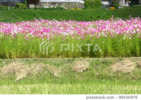 羽津川大波斯菊 98430976