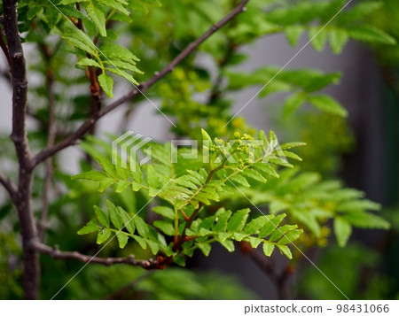 朝倉花椒芽 98431066