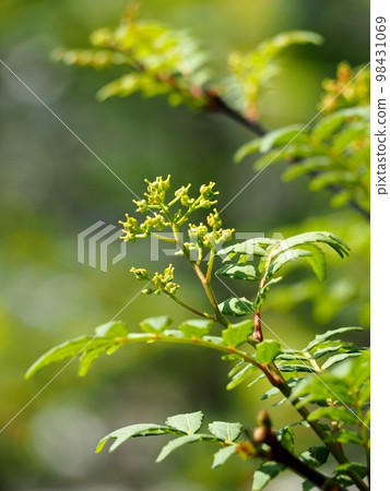 Asakura Japanese pepper buds Asakura Japanese pepper buds 98431069