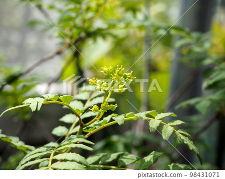 朝倉花椒芽 98431071