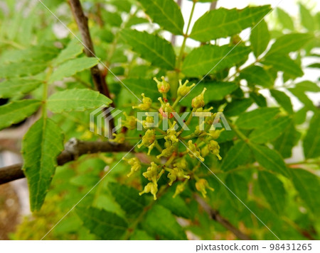 Asakura Japanese pepper flower 98431265