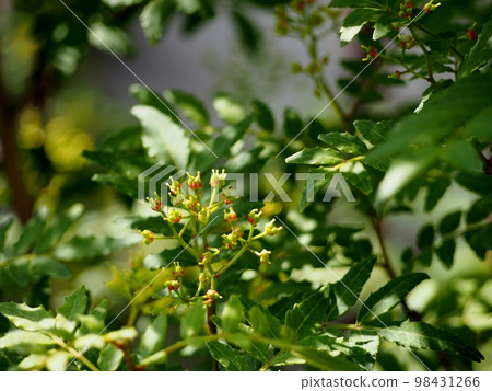 朝倉花椒花 98431266