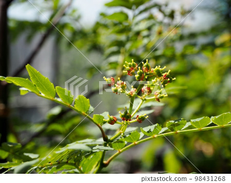 Asakura Japanese pepper flower 98431268