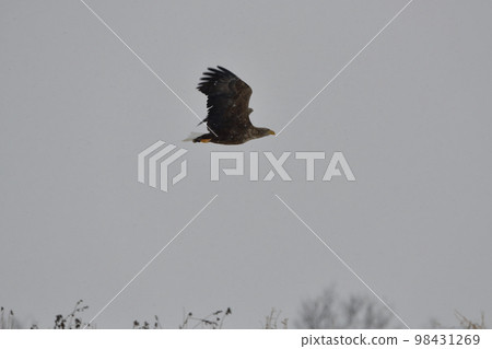 White-tailed eagle 98431269