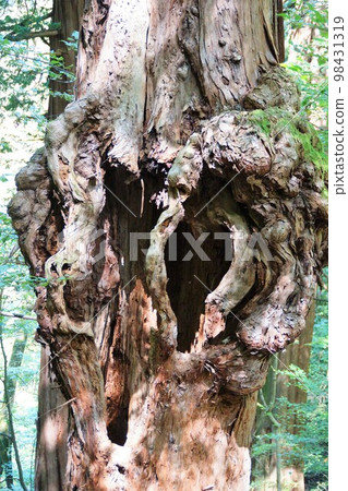 Okuchichibu的自然（舊三峰神社登山路線）腐朽的樹木 98431319