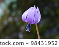 Early spring flower, dogtooth violet close-up 98431952