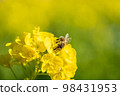 A bee on a rapeseed flower 98431953