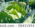 worm-eaten spring cabbage 98431954