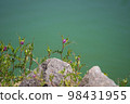 Japanese white peas blooming at the edge of the pond 98431955