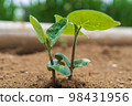 freshly sprouted edamame 98431956