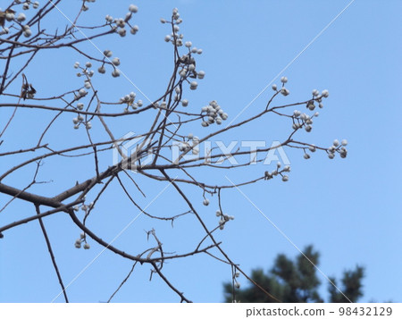 Chinese tallow tree fruit with seeds encased in a white waxy substance Chinese tallow tree fruit with seeds encased in a white waxy substance 98432129