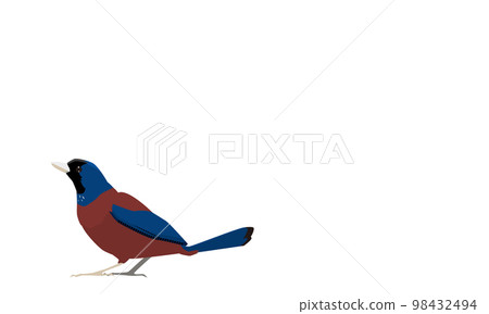 Southern Amami blue jay realistic copy space Southern Amami blue jay realistic copy space 98432494