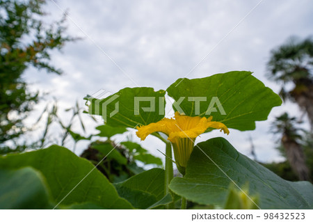 夏季藍天下生長的南瓜黃花 98432523