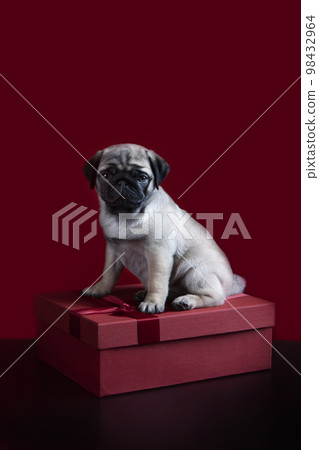 A gift for Valentine's Day or birthday. A pug puppy in a red gift box. Red box.A gift for holiday.Vertical photo. Red background.Space for copying. 98432964