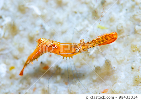 Kogalashshire 98433014