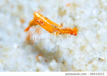 Kogalashshire 98433015