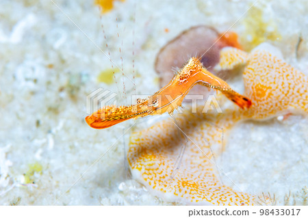 Kogalashshire 98433017