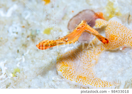 Kogalashshire 98433018