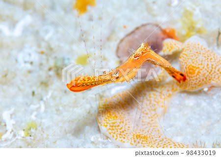 Kogarashiebi 98433019