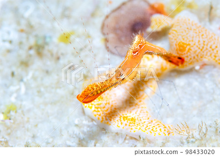 Kogarashiebi 98433020