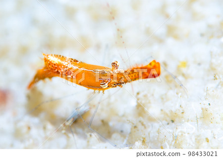 Kogarashiebi 98433021