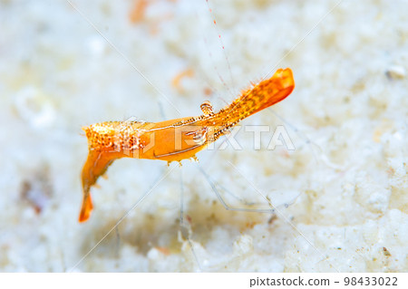 Kogarashiebi 98433022