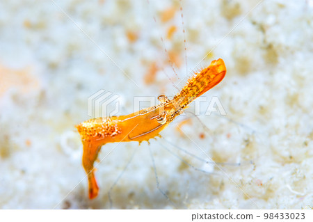 Kogarashiebi 98433023