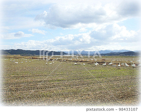 淡季一群天鵝在稻田裡覓食的場景(插圖風格) 淡季一群天鵝在稻田裡覓食的場景(插圖風格) 98433107