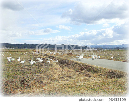淡季一群天鵝在稻田裡覓食的場景(插圖風格) 淡季一群天鵝在稻田裡覓食的場景(插圖風格) 98433109