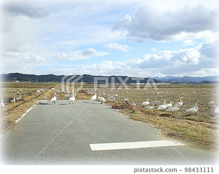 淡季一群天鵝在稻田裡覓食的場景(插圖風格) 淡季一群天鵝在稻田裡覓食的場景(插圖風格) 98433111