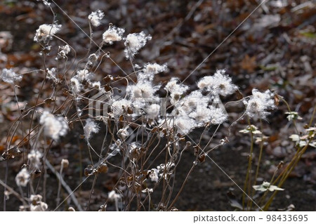 海葵菊花的絨毛和種子 98433695