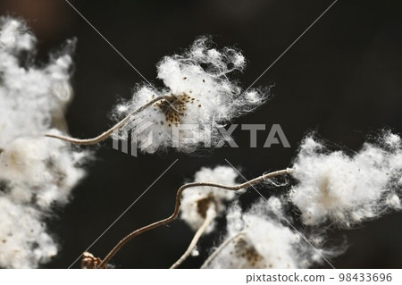 海葵菊花的絨毛和種子 98433696