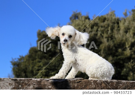 Bailey,一隻白色的玩具貴賓犬,騎在臥舖上,在藍天碼頭奔跑中快樂地玩耍,看起來很可愛♡ Bailey,一隻白色的玩具貴賓犬,騎在臥舖上,在藍天碼頭奔跑中快樂地玩耍,看起來很可愛♡ 98433723