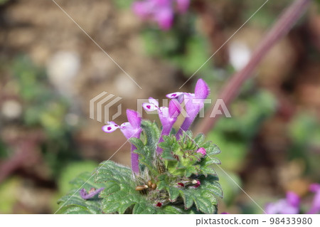 Pink hotokenoza flowers blooming in a winter field in Japan Pink hotokenoza flowers blooming in a winter field in Japan 98433980