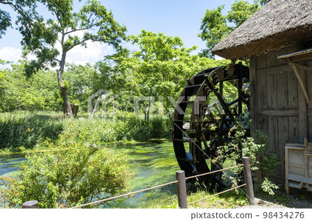 長野縣安曇野市初夏的清流和芥末園 98434276
